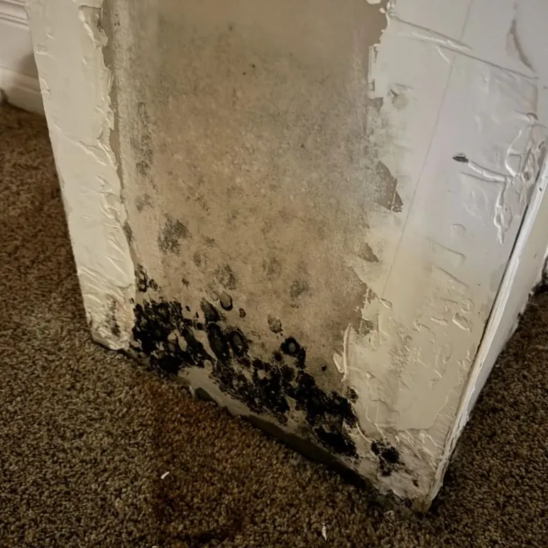 Professional Mold Removal in Steubenville, OH